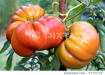 Zapotec pleated heirloom tomatoes growing 47725758