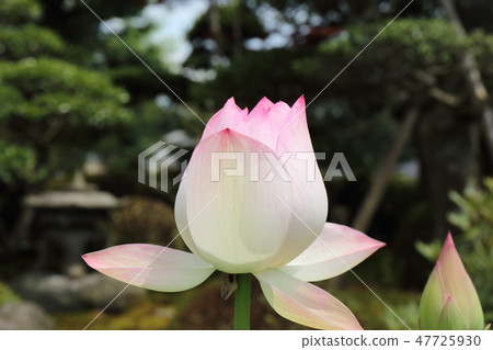 Lotus O lot Botanic lotus lotus Numazu shizuoka 47725930