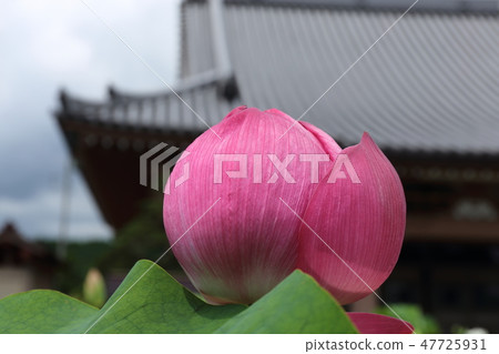 Lotus O lot Botanic lotus lotus Numazu shizuoka 47725931