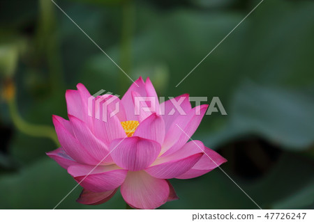 Lotus O lot Botanic lotus lotus Numazu shizuoka 47726247