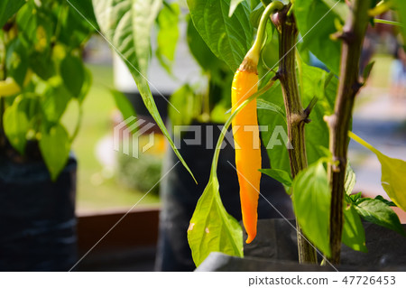 Yellow Chilli or Chilli peppers Yellow Chilli or Chilli peppers 47726453