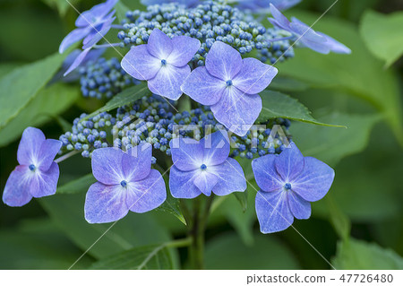  Gaku hydrangea 47726480