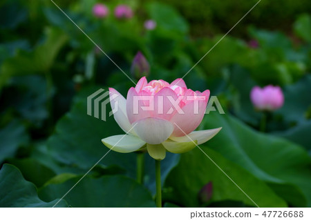 Natsuka lotus Lotus Bon Takeda Shrine Kofu Yamanashi prefecture 47726688