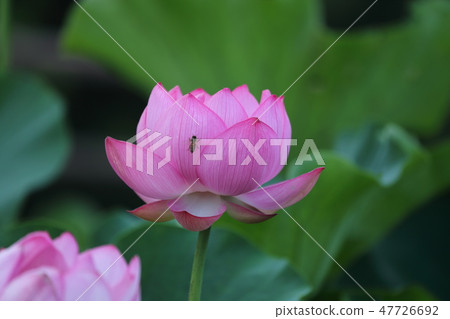 Natsuka lotus Lotus Bon Takeda Shrine Kofu Yamanashi prefecture Natsuka lotus Lotus Bon Takeda Shrine Kofu Yamanashi prefecture 47726692