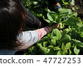 Children vegetables harvest 47727253