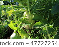 Daikon of the field 47727254
