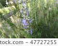 Rosemary	 47727255