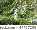 Rosemary	 47727256
