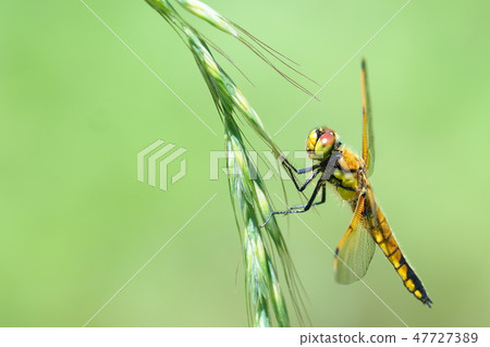 Young birds fish (female) Young birds fish (female) 47727389