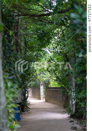 Fukugi trees in Bise 47727583