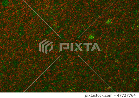 Sponge Foam Texture Macro Background Sponge Foam Texture Macro Background 47727764
