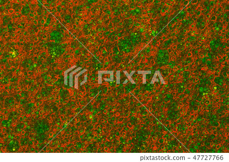 Sponge Foam Texture Macro Background 47727766