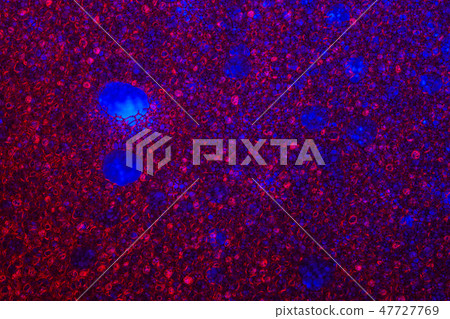 Sponge Foam Texture Macro Background 47727769
