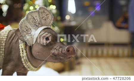 A beautiful homemade pig in a kokoshnik at the Christmas tree. Pig in kokoshnik 47728206