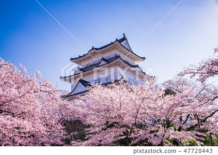 (神奈川縣)小田原城櫻花盛開的季節 (神奈川縣)小田原城櫻花盛開的季節 47728443