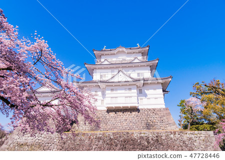 (Kanagawa Prefecture) Odawara Castle The season of cherry blossoms (Kanagawa Prefecture) Odawara Castle The season of cherry blossoms 47728446