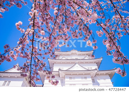 (神奈川縣)小田原城櫻花盛開的季節 (神奈川縣)小田原城櫻花盛開的季節 47728447
