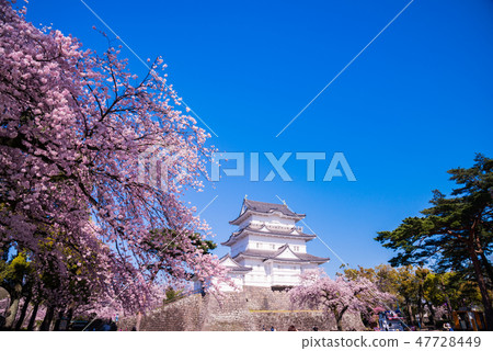 (神奈川縣)小田原城櫻花盛開的季節 (神奈川縣)小田原城櫻花盛開的季節 47728449