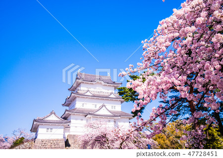 (神奈川縣)小田原城櫻花盛開的季節 (神奈川縣)小田原城櫻花盛開的季節 47728451