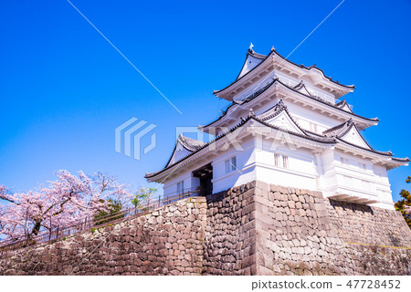 (神奈川縣)小田原城櫻花盛開的季節 (神奈川縣)小田原城櫻花盛開的季節 47728452