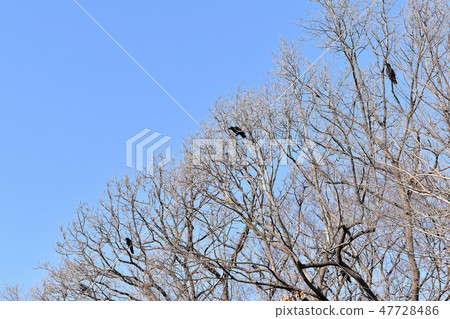 Ladybird glass Ladybird glass 47728486