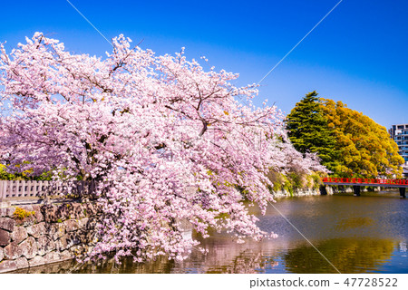 (神奈川縣)小田原城堡護城河櫻花的季節 (神奈川縣)小田原城堡護城河櫻花的季節 47728522