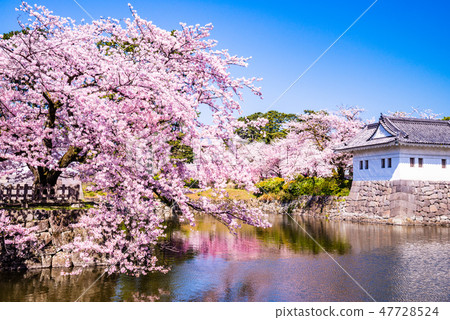 (神奈川縣)小田原城堡護城河櫻花的季節 (神奈川縣)小田原城堡護城河櫻花的季節 47728524