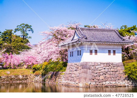 (神奈川縣)小田原城堡護城河櫻花的季節 (神奈川縣)小田原城堡護城河櫻花的季節 47728525