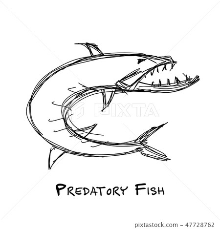 Barracuda fish for your design Barracuda fish for your design 47728762