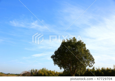 大樹 大樹 47729704