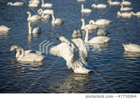 Swan 47730064