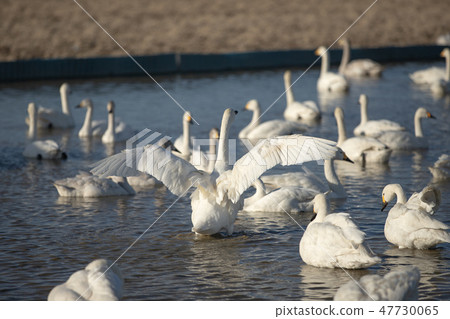 Swan 47730065