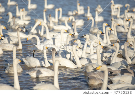 Swan 47730128