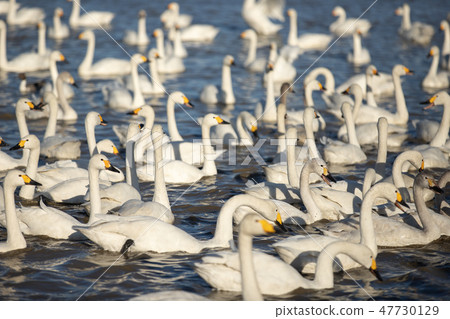 Swan 47730129