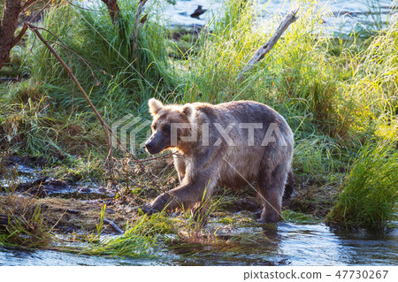 Bear on Alaska 47730267