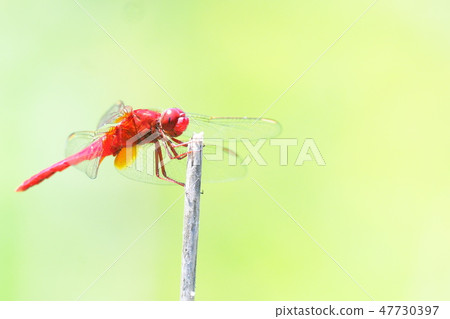 Shoujo dragonfly (male) Shoujo dragonfly (male) 47730397