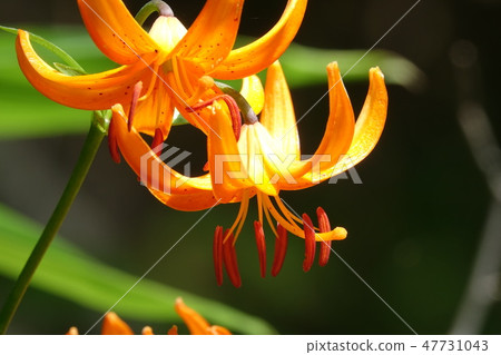 百合屍體花 百合屍體花 47731043