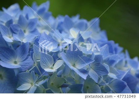 Hydrangea's flower (hand-blooming) 47731049
