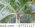 squirrel eating on the palm tree 47731117