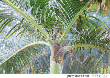 squirrel eating on the palm tree squirrel eating on the palm tree 47731117