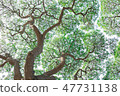 big tree with green leafs shot from underneath 47731138