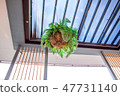 small plan with coconut shell hanging on ceiling 47731140