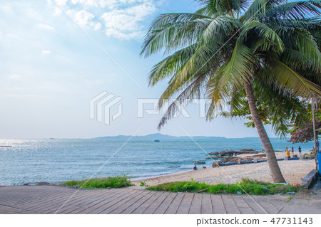 beach with big coconut tree beach with big coconut tree 47731143