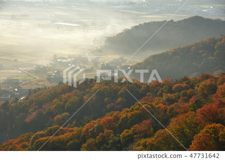 Autumnal leaves and morning mist on the mountainside of Oyama 47731642