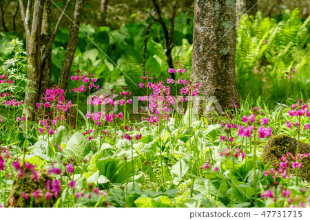 [Yamanashi Prefecture] Cleanse of Kiyosato Kogen 47731715