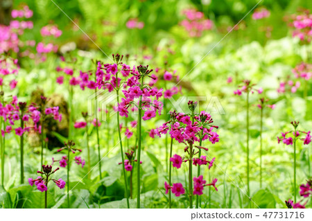 [Yamanashi Prefecture] Cleanse of Kiyosato Kogen 47731716
