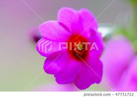 [Yamanashi Prefecture] Cleanse of Kiyosato Kogen 47731722