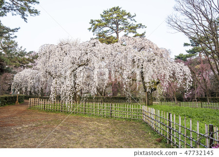 京都Miyuen Konoe House考古創傷京都櫻花京都旅遊景點 47732145