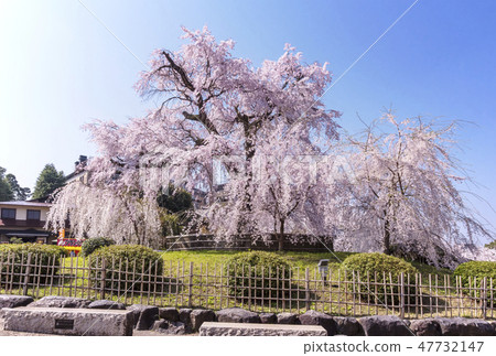Gion's weeping cherry blossoms Scenery of Maruyama Park, Kyoto Famous cherry blossom spots in Kyoto Weeping cherry blossoms at Maruyama Park Spring Kyoto tourist spots 47732147