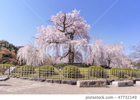 Gion's weeping cherry blossoms Scenery of Maruyama Park, Kyoto Famous cherry blossom spots in Kyoto Spring Kyoto sightseeing spots Weeping cherry blossoms in Maruyama Park Gion's weeping cherry blossoms Scenery of Maruyama Park, Kyoto Famous cherry blossom spots in Kyoto Spring Kyoto sightseeing spots Weeping cherry blossoms in Maruyama Park 47732149